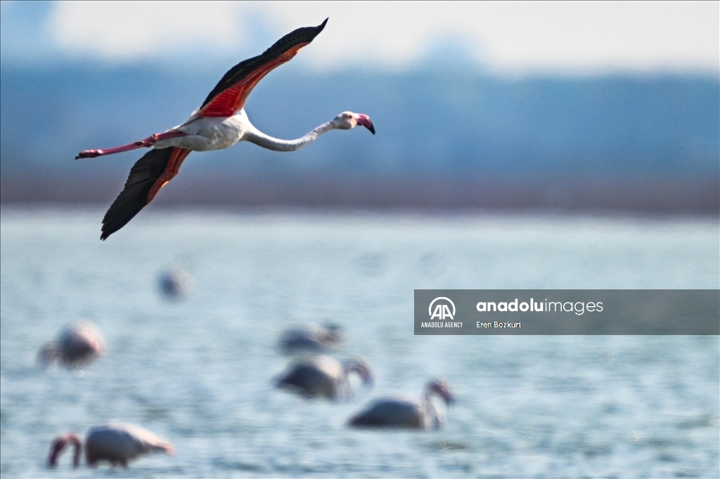 Flamingo population in Eastern Mediterranean doubled compared to last year