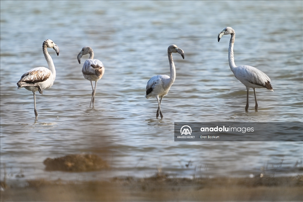 Flamingo population in Eastern Mediterranean doubled compared to last year