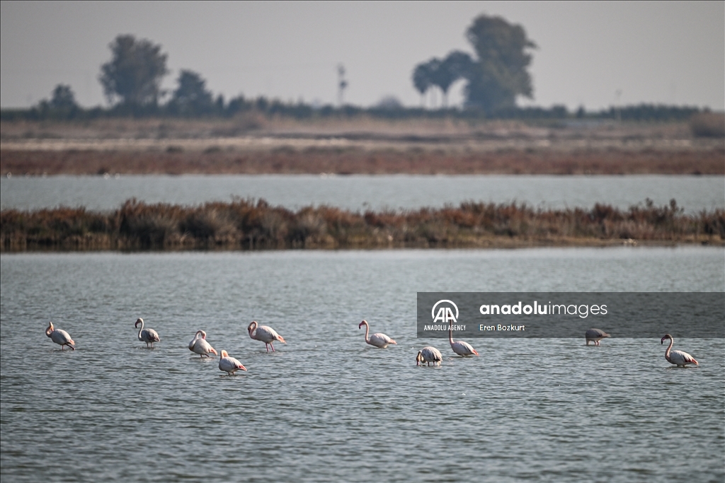 Flamingo population in Eastern Mediterranean doubled compared to last year