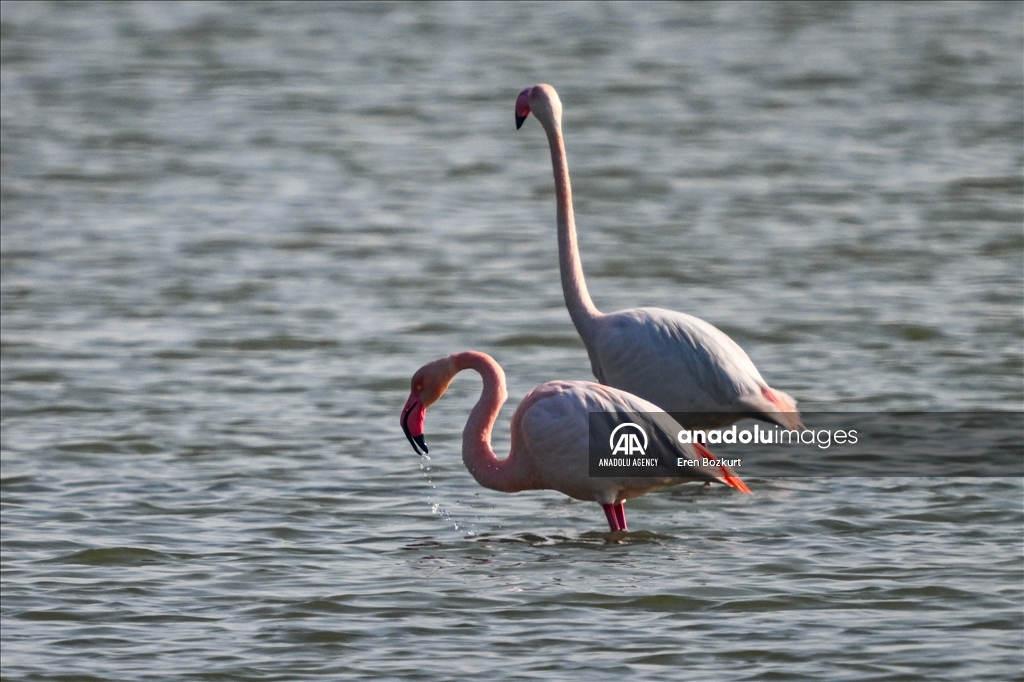 Flamingo population in Eastern Mediterranean doubled compared to last year
