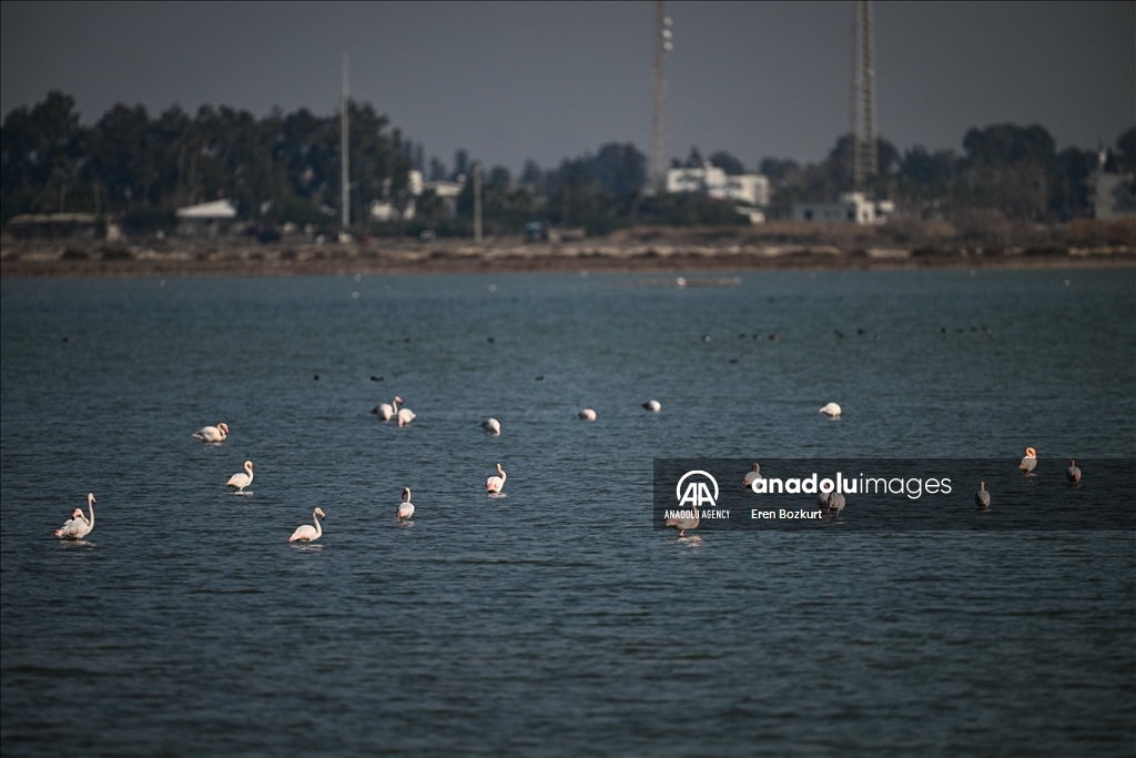 Flamingo population in Eastern Mediterranean doubled compared to last year