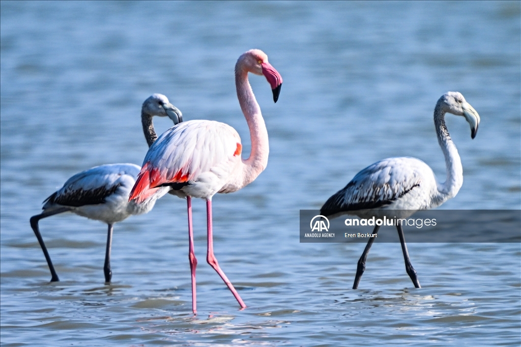 Flamingo population in Eastern Mediterranean doubled compared to last year