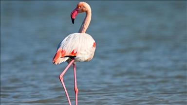 Doğu Akdeniz'de gözlemlenen flamingo sayısı geçen yıla göre iki katına çıktı