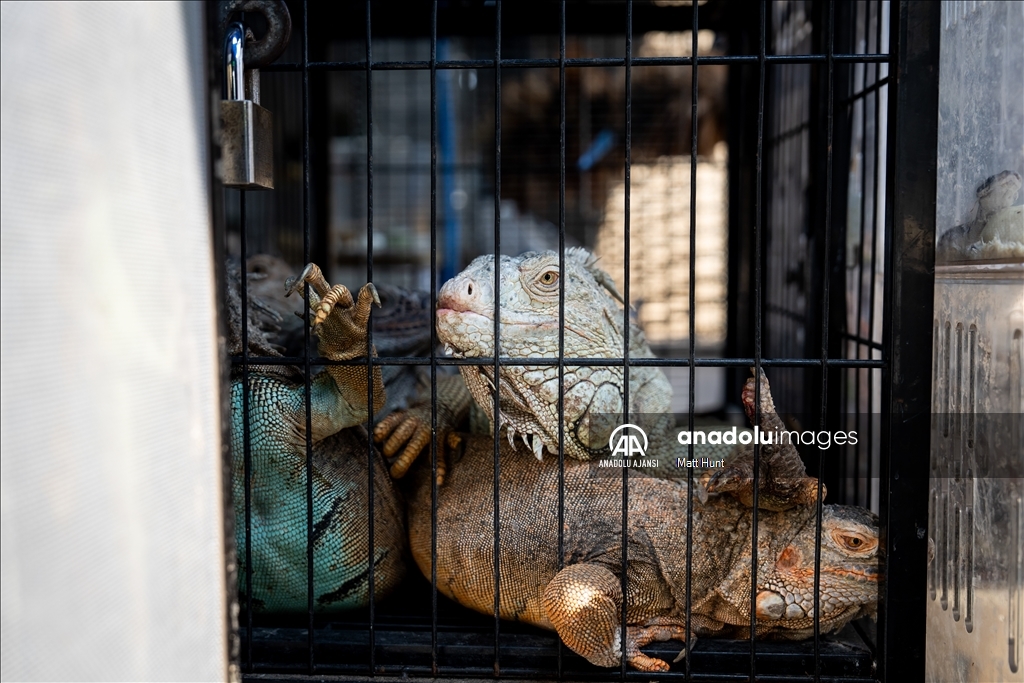 Tayland'ın başkenti Bangkok'ta egzotik hayvan pazarı trajik yangının ardından yeniden açıldı