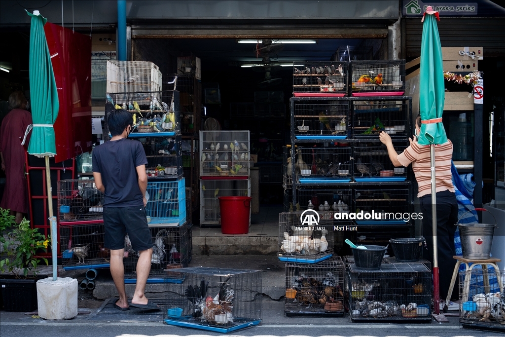 Tayland'ın başkenti Bangkok'ta egzotik hayvan pazarı trajik yangının ardından yeniden açıldı