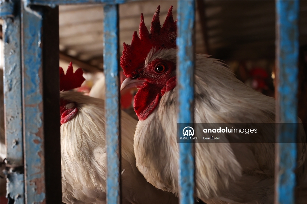 Afrika'daki pazarlar, ticari faaliyetlerin yanında önemli kültürel etkileşim merkezleri konumunda