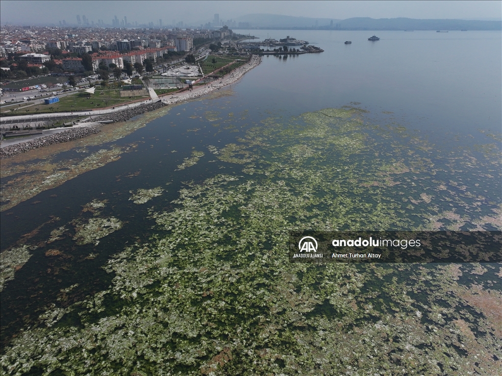 İzmir Körfezi'nde yosunlar yeşil örtü oluşturdu