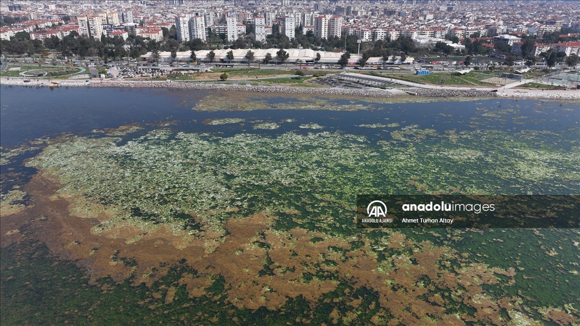 İzmir Körfezi'nde yosunlar yeşil örtü oluşturdu