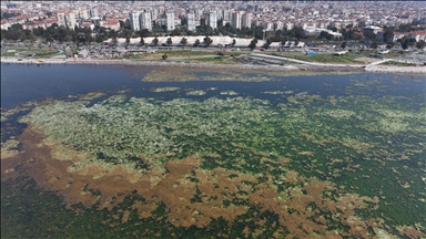 İzmir Körfezi'nde yosunlar yeşil örtü oluşturdu