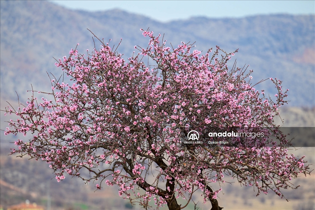 Adıyaman'a bu yıl ''bahar'' erken geldi