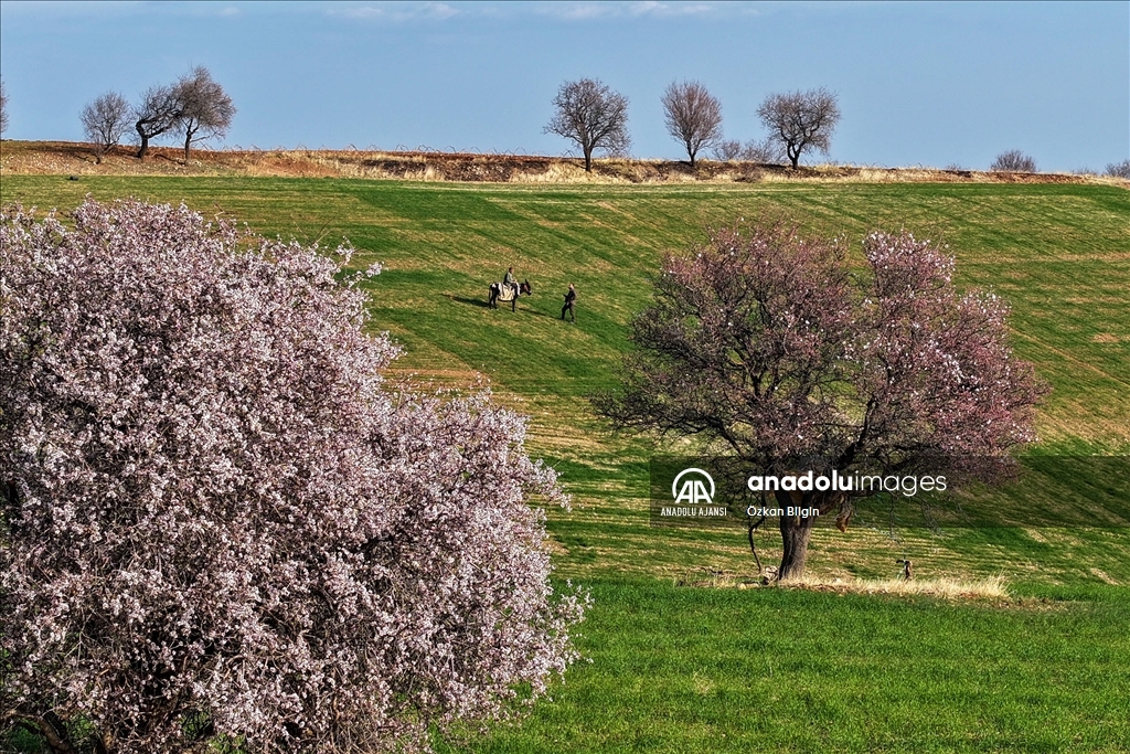 Adıyaman'a bu yıl ''bahar'' erken geldi