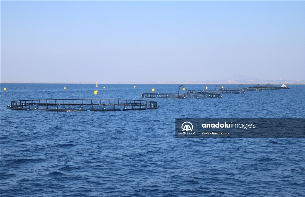 Adana'nın su ürünleri potansiyeli kafes balıkçılığıyla artacak