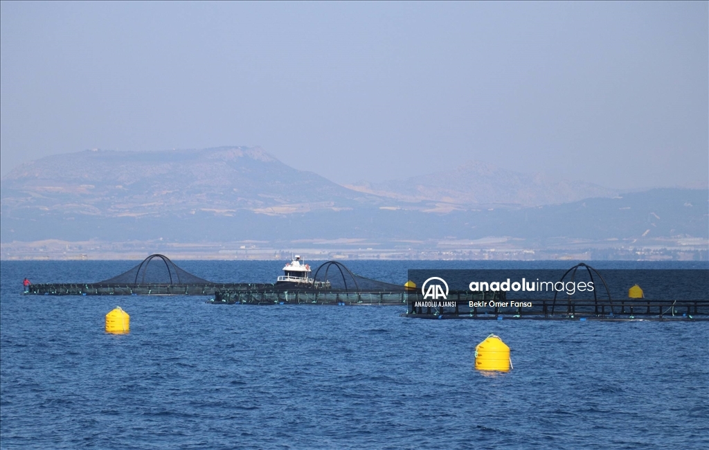 Adana'nın su ürünleri potansiyeli kafes balıkçılığıyla artacak