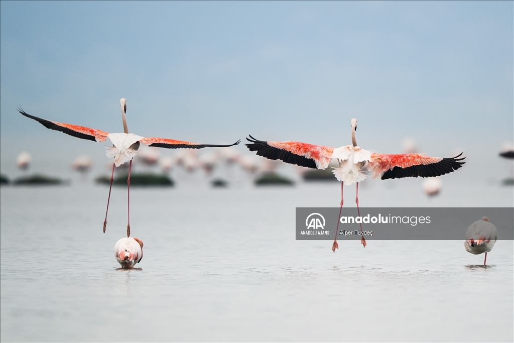 Gediz Deltası, flamingolara ev sahipliği yapıyor