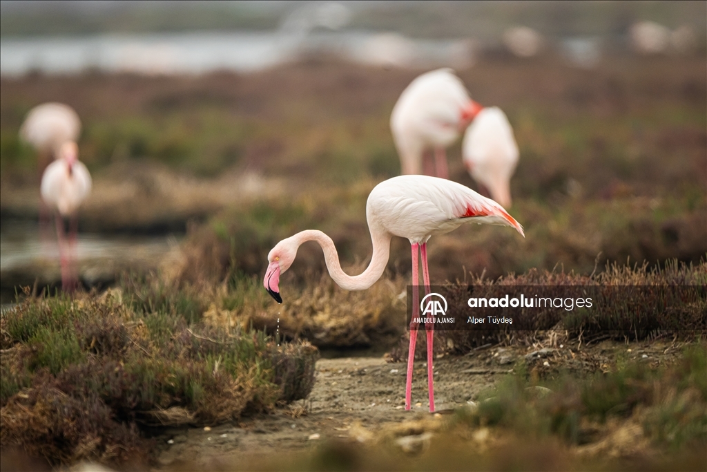 Gediz Deltası, flamingolara ev sahipliği yapıyor