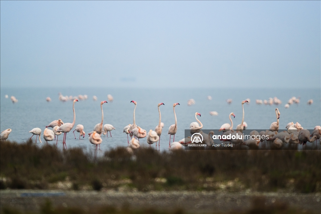 Gediz Deltası, flamingolara ev sahipliği yapıyor