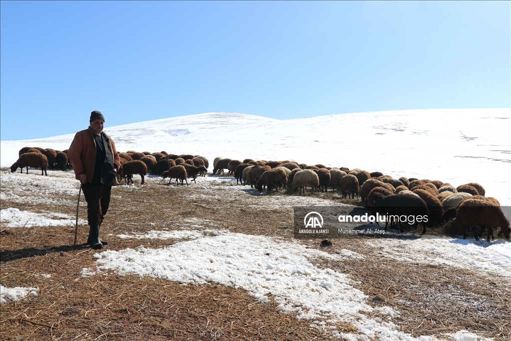 Ağrı'da besiciler hayvanları için kar ve soğukla mücadele ediyor