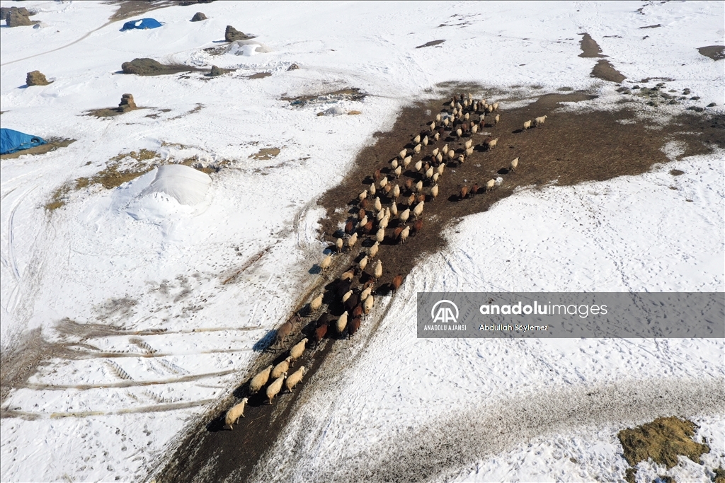 Ağrı'da besiciler hayvanları için kar ve soğukla mücadele ediyor