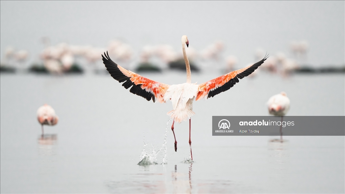 Gediz Deltası, flamingolara ev sahipliği yapıyor
