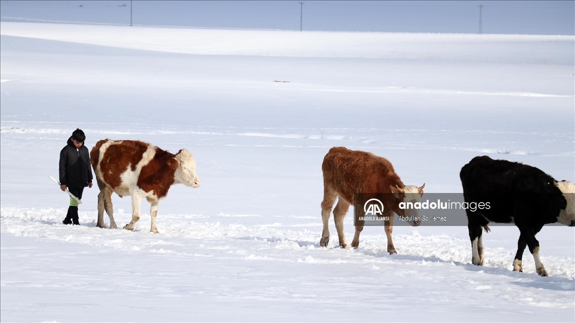 Ağrı'da besiciler hayvanları için kar ve soğukla mücadele ediyor