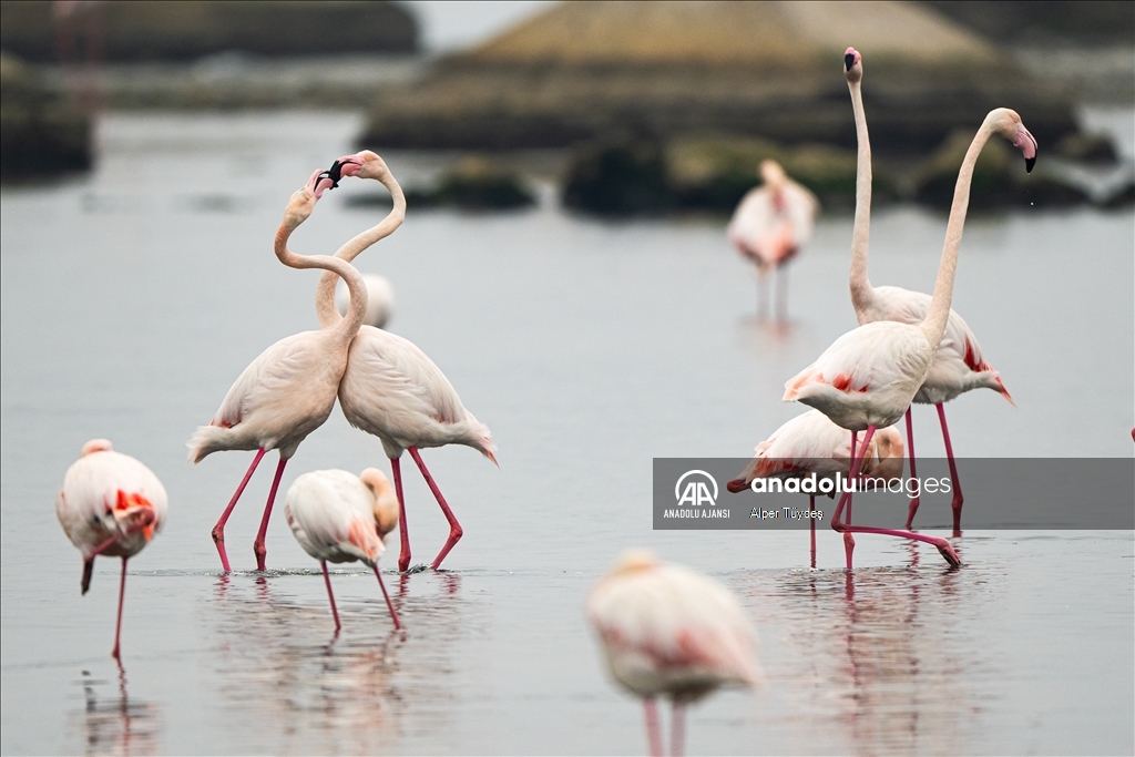 Gediz Deltası, flamingolara ev sahipliği yapıyor