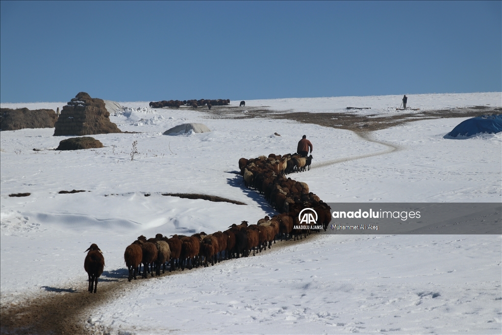 Ağrı'da besiciler hayvanları için kar ve soğukla mücadele ediyor