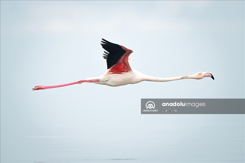 Gediz Deltası, flamingolara ev sahipliği yapıyor