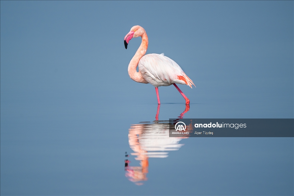 Gediz Deltası, flamingolara ev sahipliği yapıyor