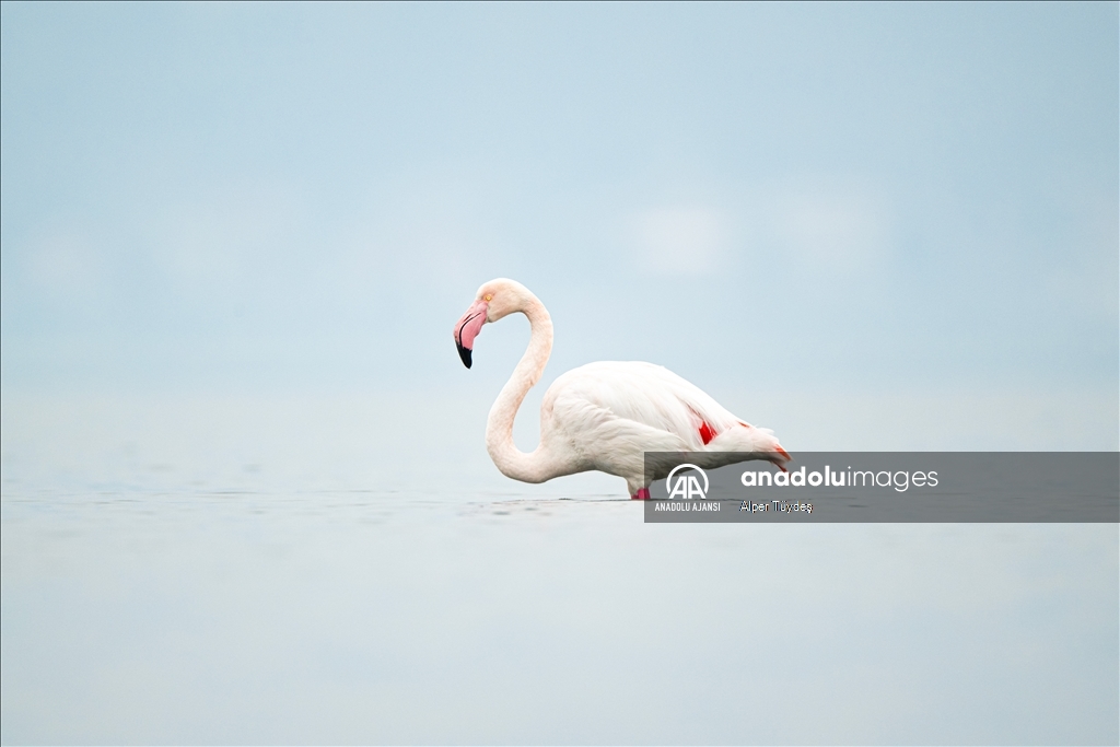 Gediz Deltası, flamingolara ev sahipliği yapıyor