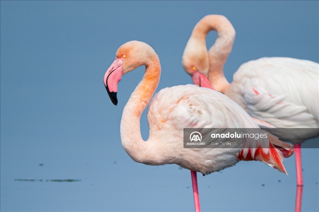 Gediz Deltası, flamingolara ev sahipliği yapıyor