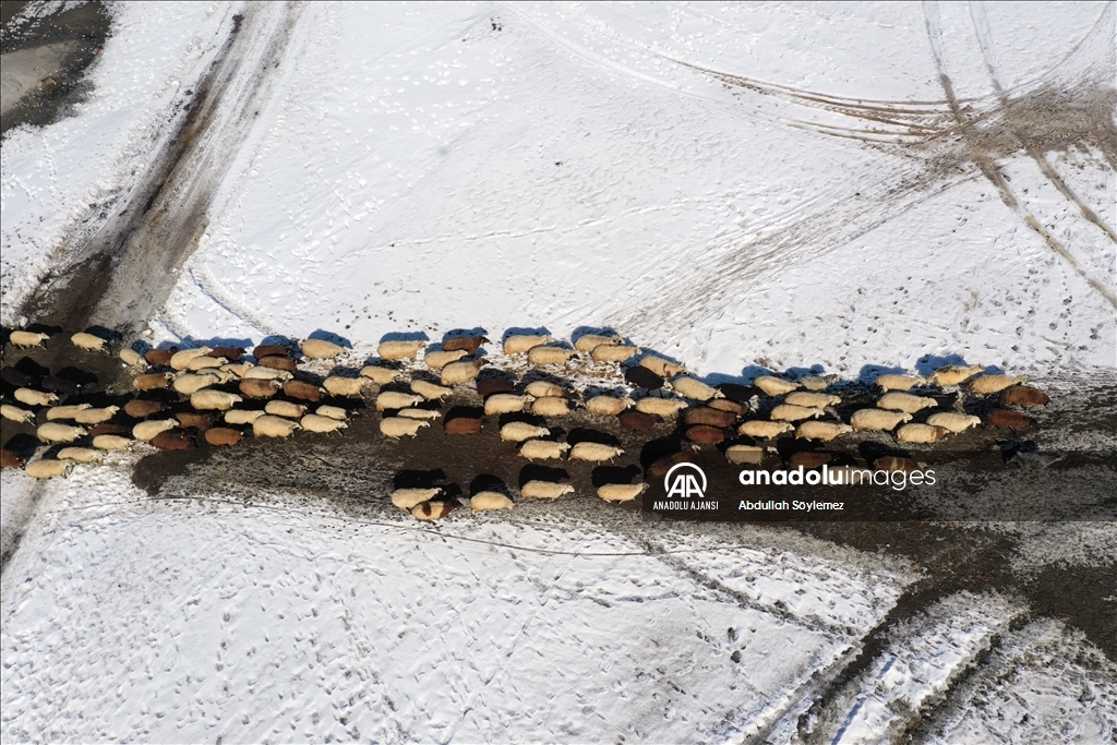 Ağrı'da besiciler hayvanları için kar ve soğukla mücadele ediyor