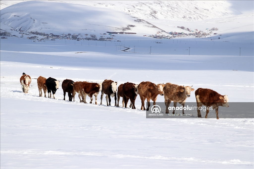 Ağrı'da besiciler hayvanları için kar ve soğukla mücadele ediyor
