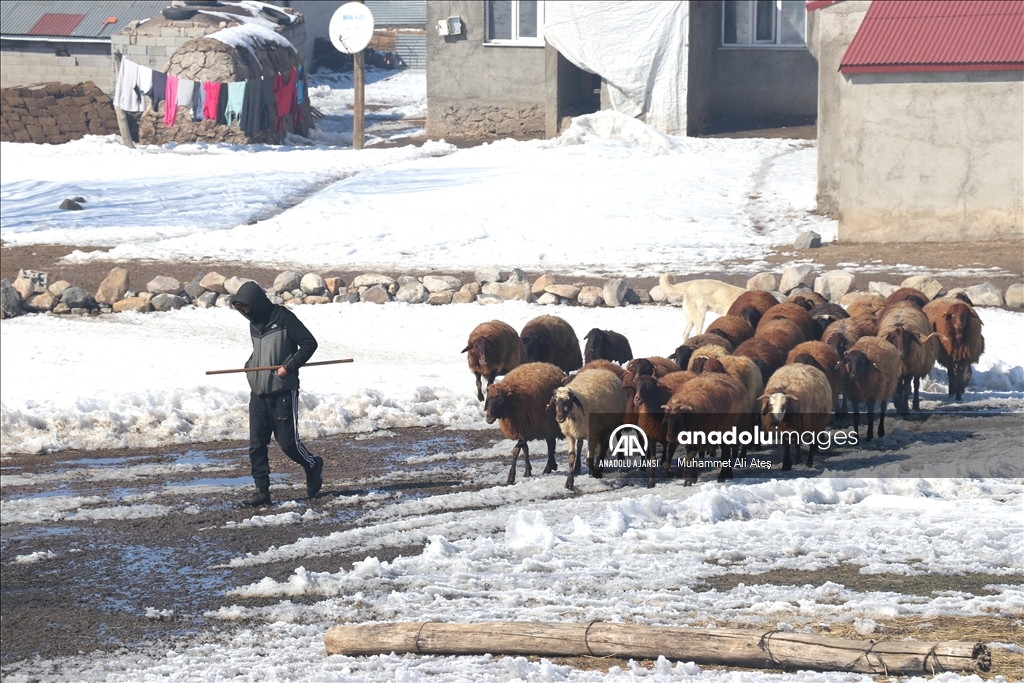 Ağrı'da besiciler hayvanları için kar ve soğukla mücadele ediyor