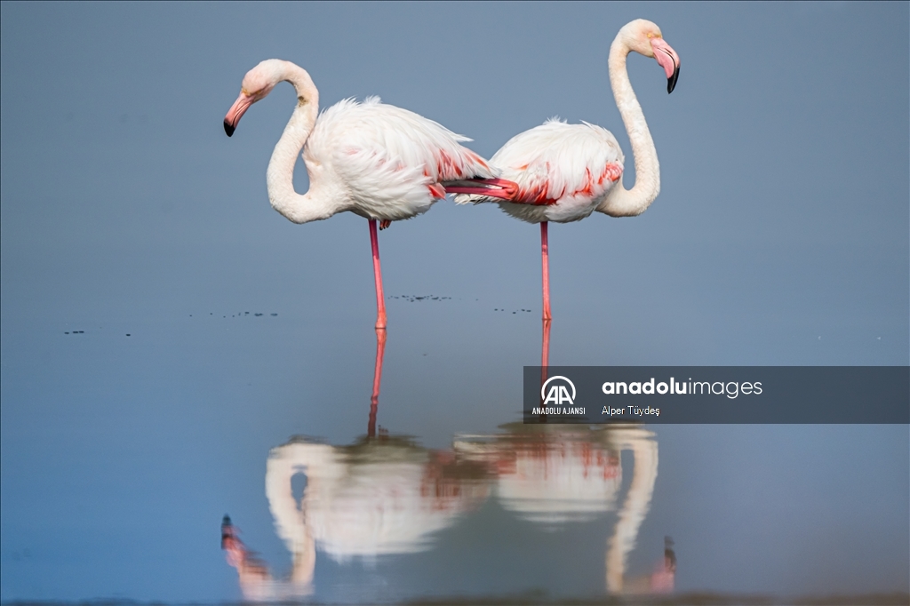 Gediz Deltası, flamingolara ev sahipliği yapıyor