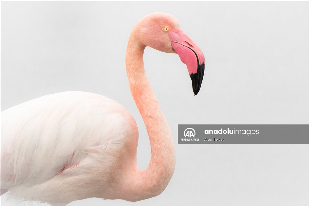 Gediz Deltası, flamingolara ev sahipliği yapıyor