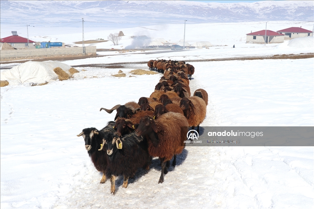 Ağrı'da besiciler hayvanları için kar ve soğukla mücadele ediyor