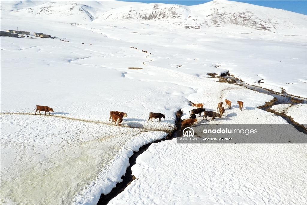 Ağrı'da besiciler hayvanları için kar ve soğukla mücadele ediyor