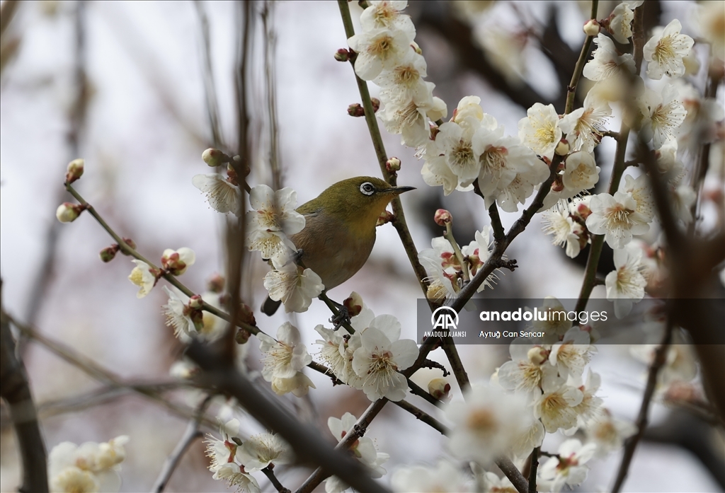 Japonya'da günlük yaşam
