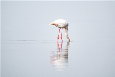 Flamingos spend the spring season at Gediz Delta in Turkiye's Izmir