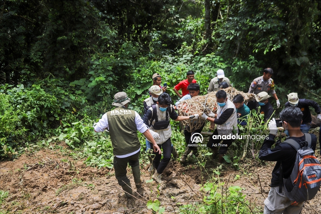 Batı Sumatra’da Sumatra Kaplanı tahliye edildi
