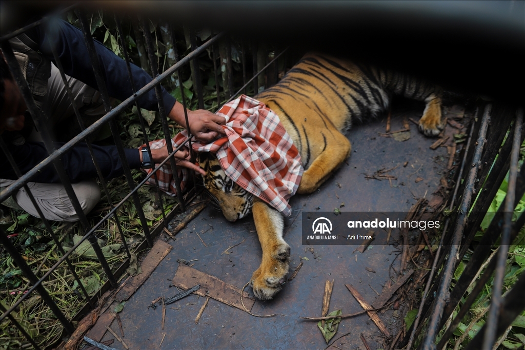 Batı Sumatra’da Sumatra Kaplanı tahliye edildi