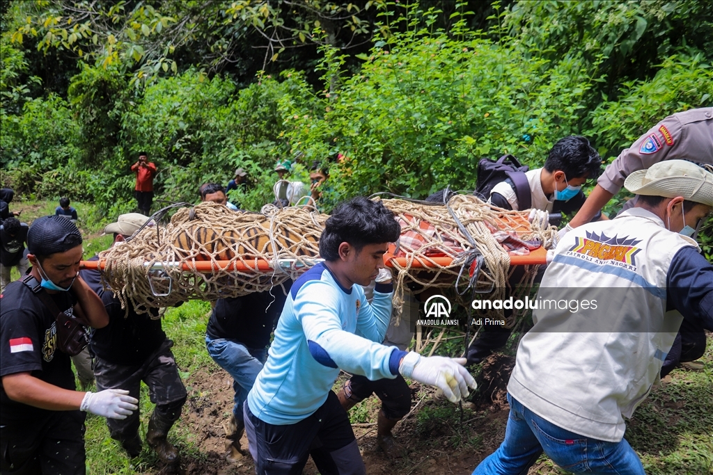 Batı Sumatra’da Sumatra Kaplanı tahliye edildi