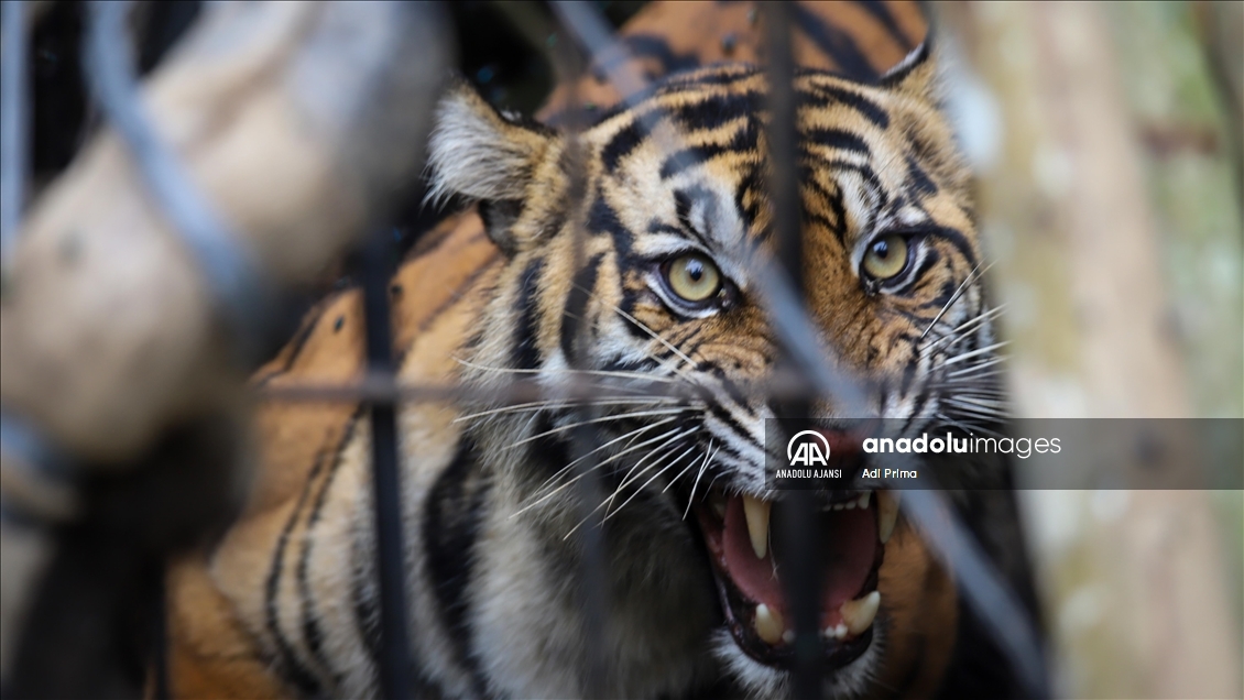 Batı Sumatra’da Sumatra Kaplanı tahliye edildi