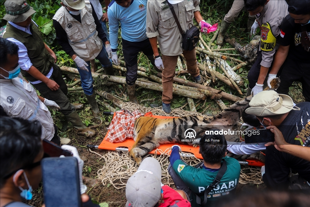 Batı Sumatra’da Sumatra Kaplanı tahliye edildi