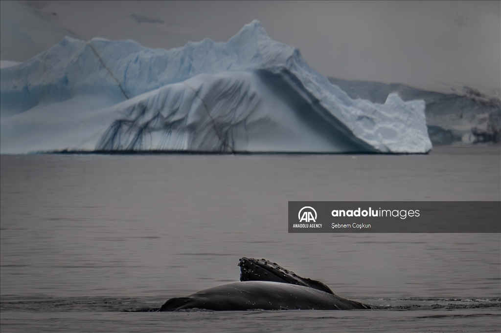 9th National Antarctic Science Expedition team returns to Turkiye