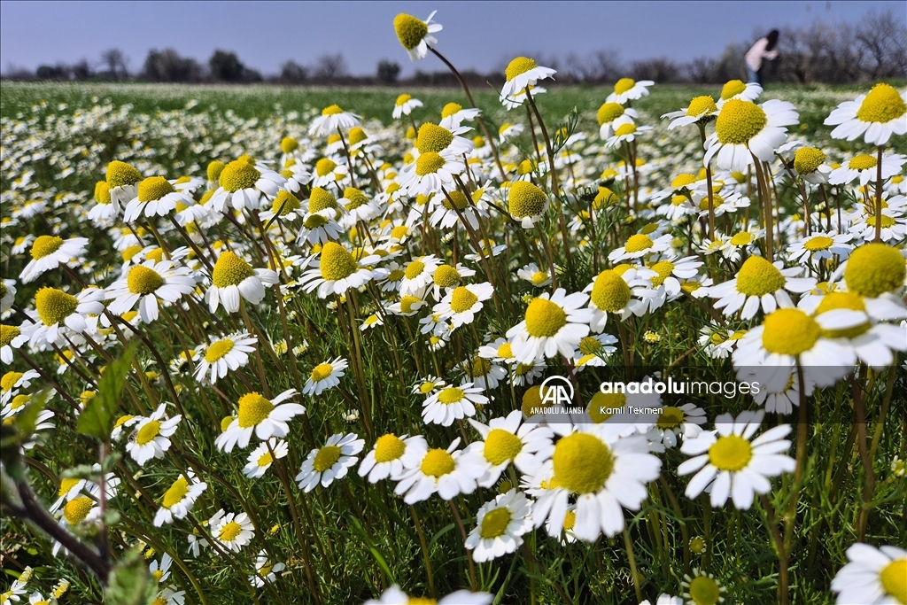 Gediz Ovası çiçeklerle renklendi