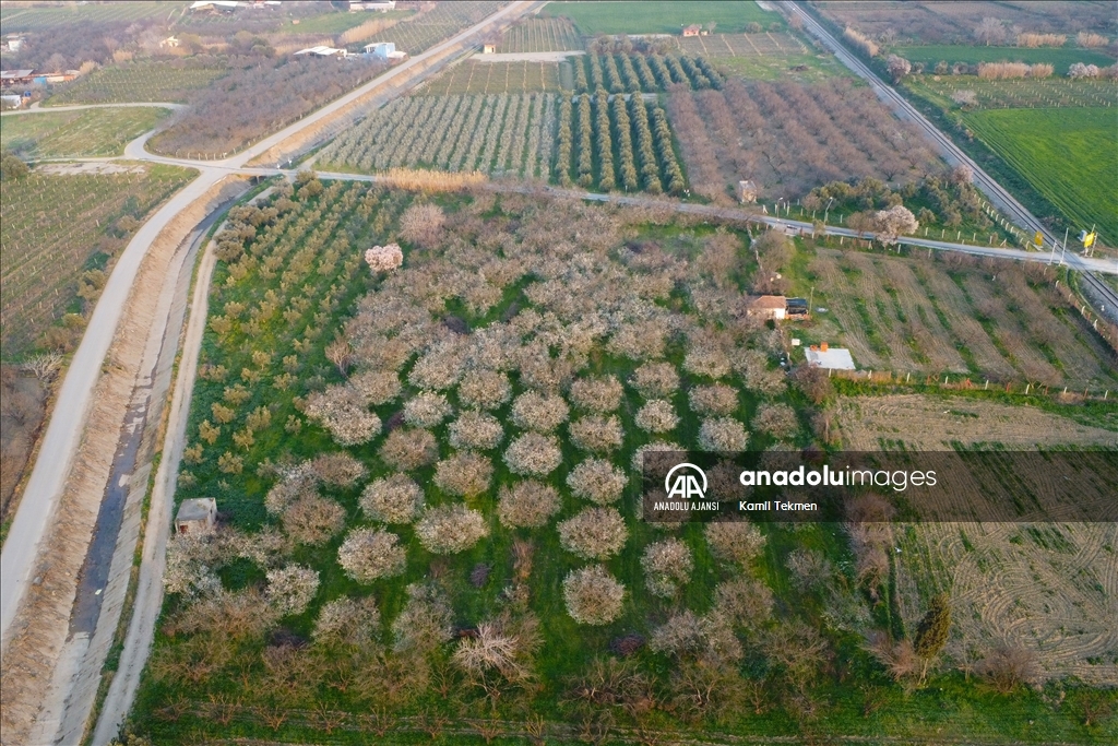 Gediz Ovası çiçeklerle renklendi