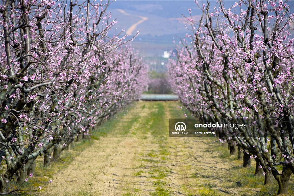 Gediz Ovası çiçeklerle renklendi