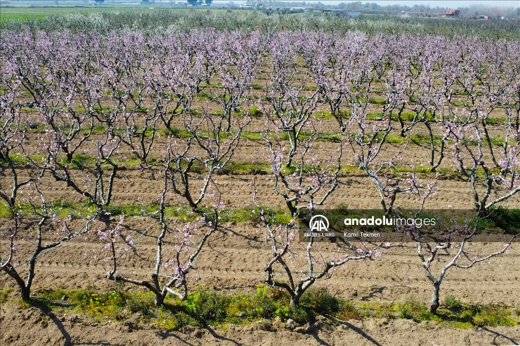 Gediz Ovası çiçeklerle renklendi