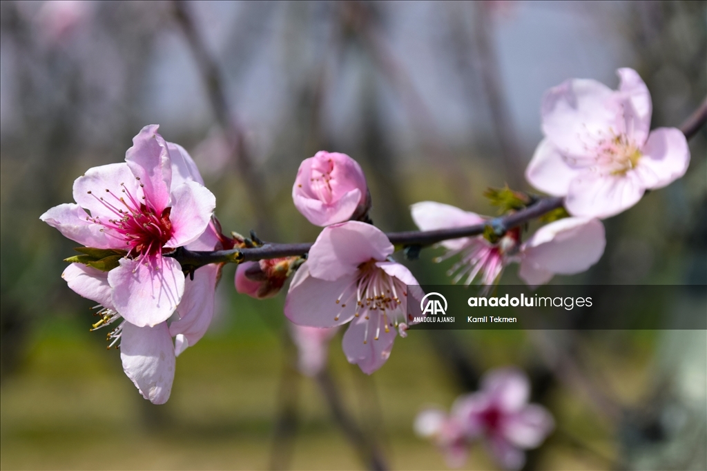 Gediz Ovası çiçeklerle renklendi